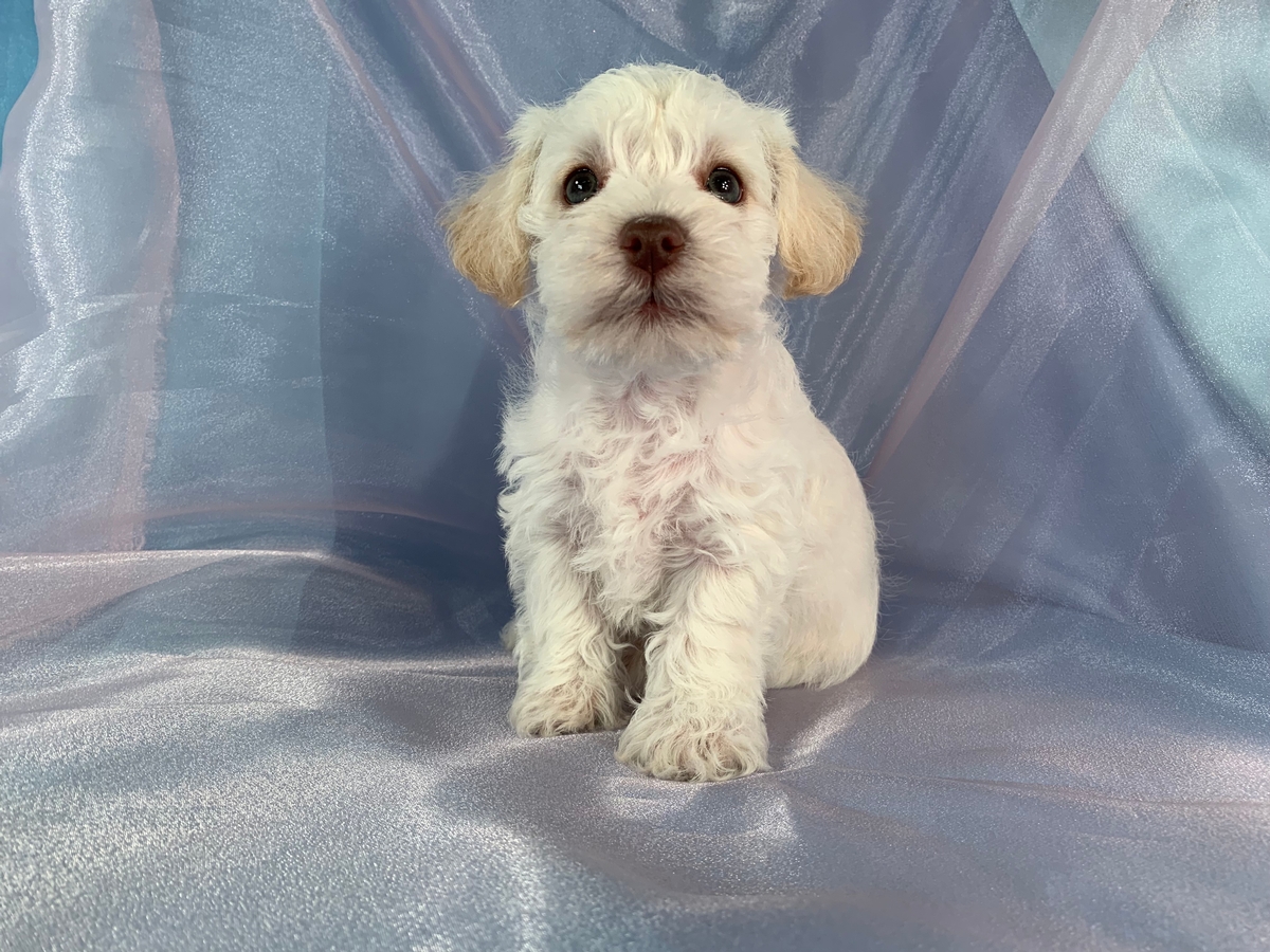 White F1 Male Mini Schnoodle Puppy For Sale DOB 2021-08-06 $1200